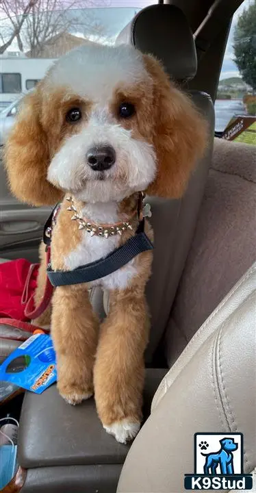 a goldendoodles dog in a car